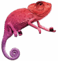 Caméléon rose du RDV de l'innovation